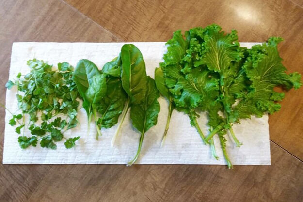 Cilantro, swiss chard, and mustard greens are laid on a paper towel, with a brown wooden table underneath