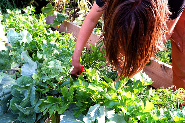 a person harvesting a garden