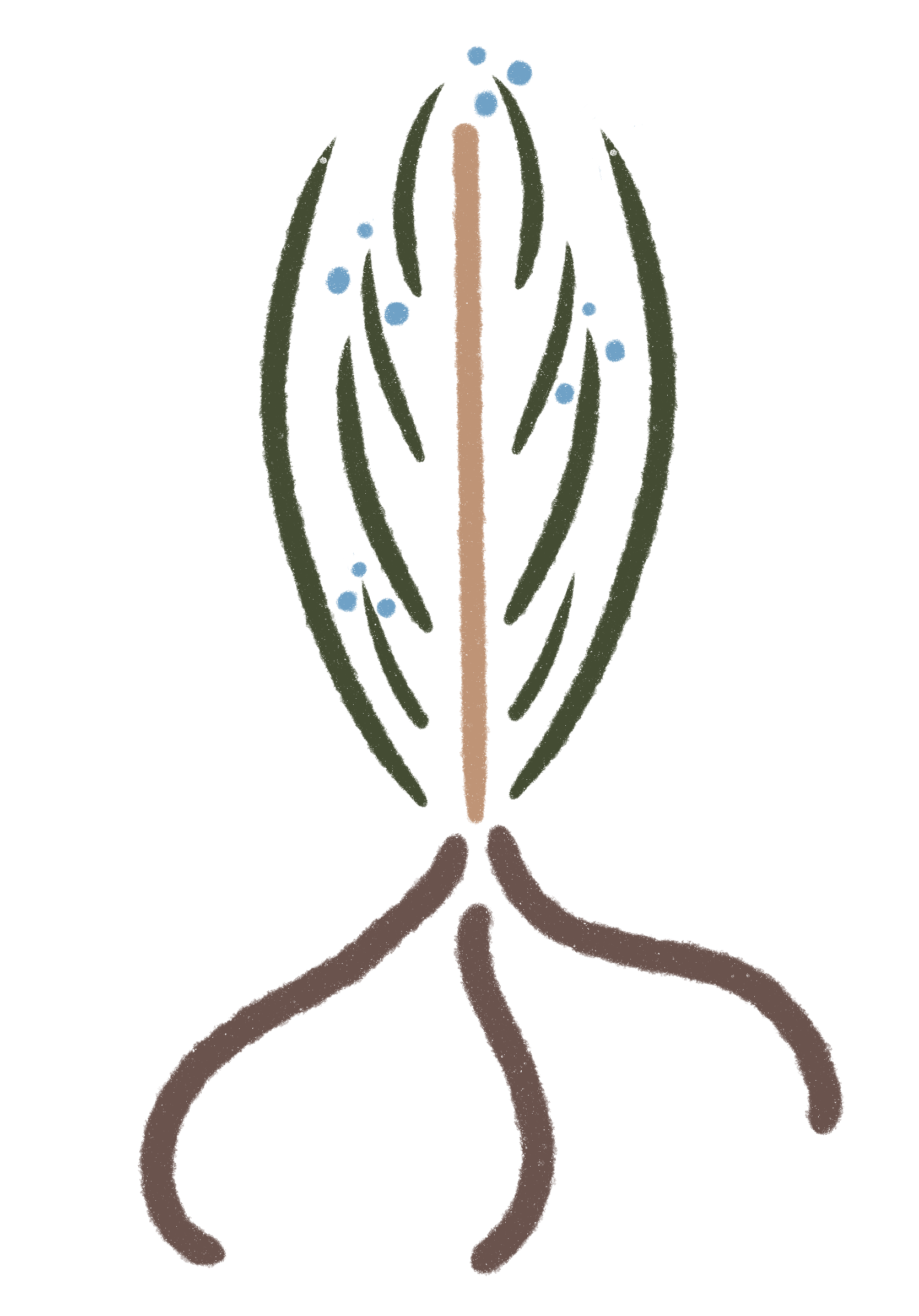 Juniper Root Woodland Microschool logo
