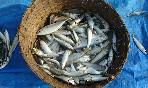 basket of fish